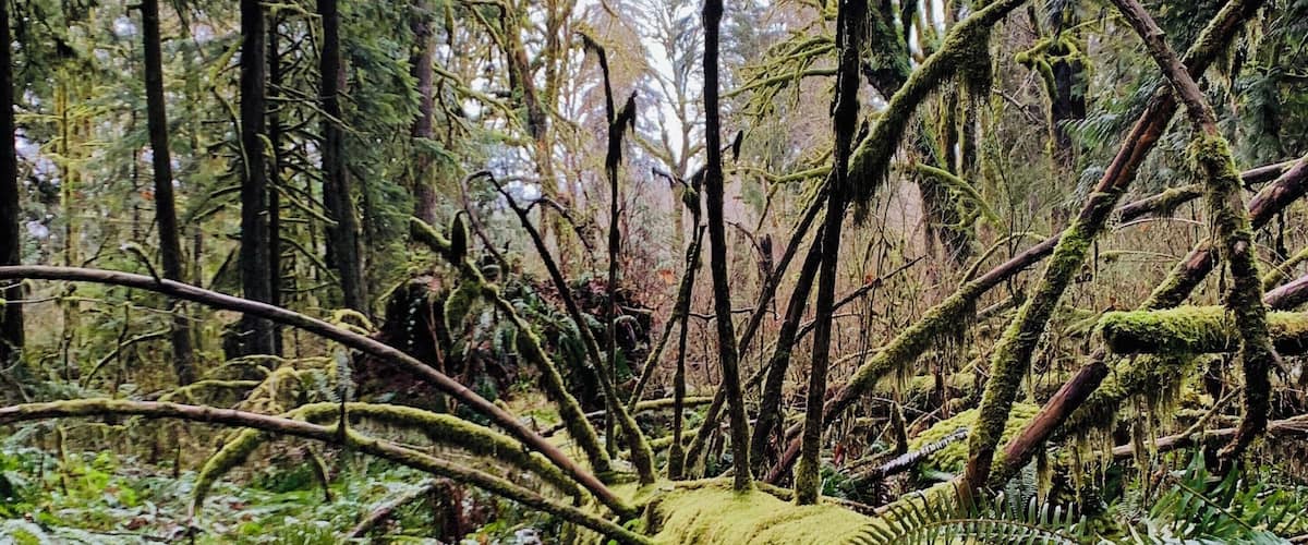 aptly named evergreen trail..an easy yet informative hike