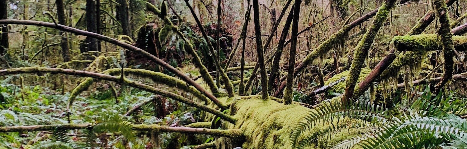 aptly named evergreen trail..an easy yet informative hike