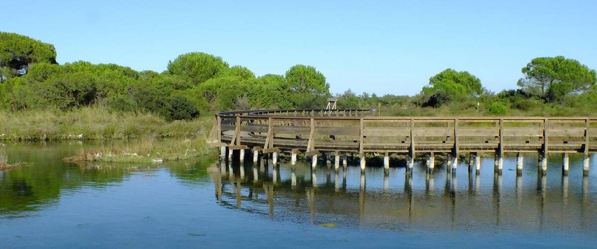 A wooden bridge over calm water, surrounded by lush greenery and trees.