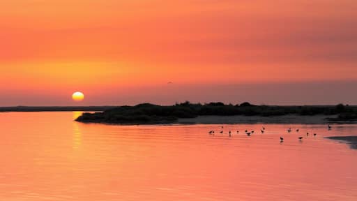 Another Special place to Shoot wonderful sunrises in the company of The NAture
#Sunrise #sun #nature #Armona #Portugal