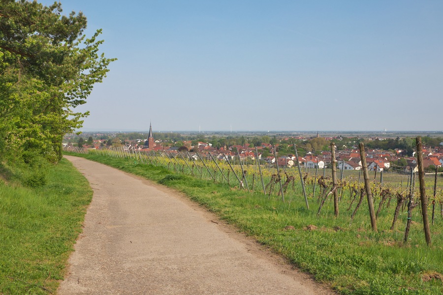 Deidesheim in der Pfalz