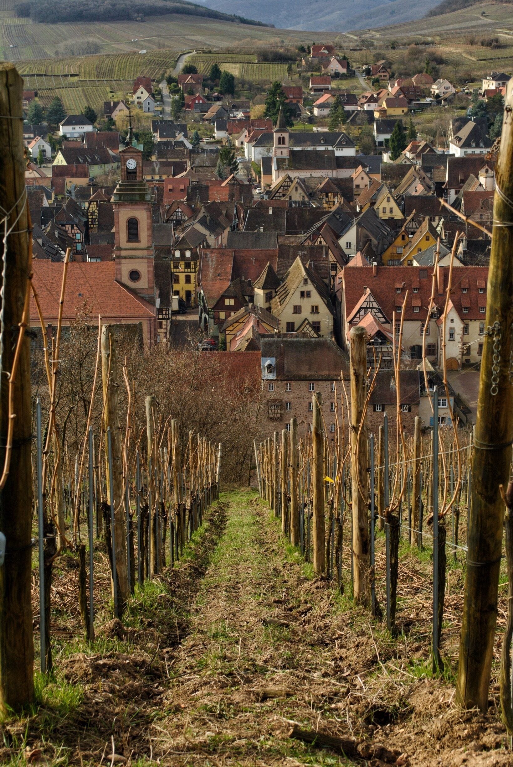 A vineyard with rows of grapevines leading to a town with historic buildings and a church tower.
