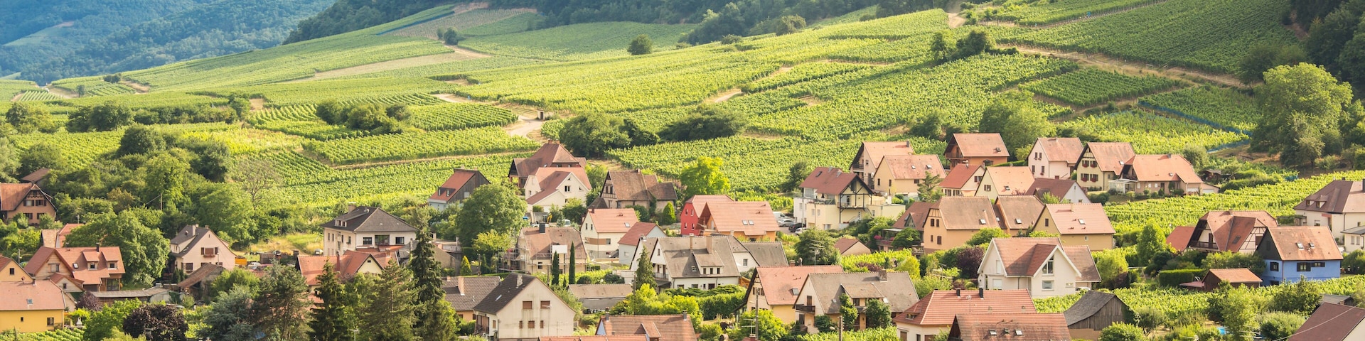 Riquewihr in the Alsatian vineyards, Alsace, France; Shutterstock ID 432395725