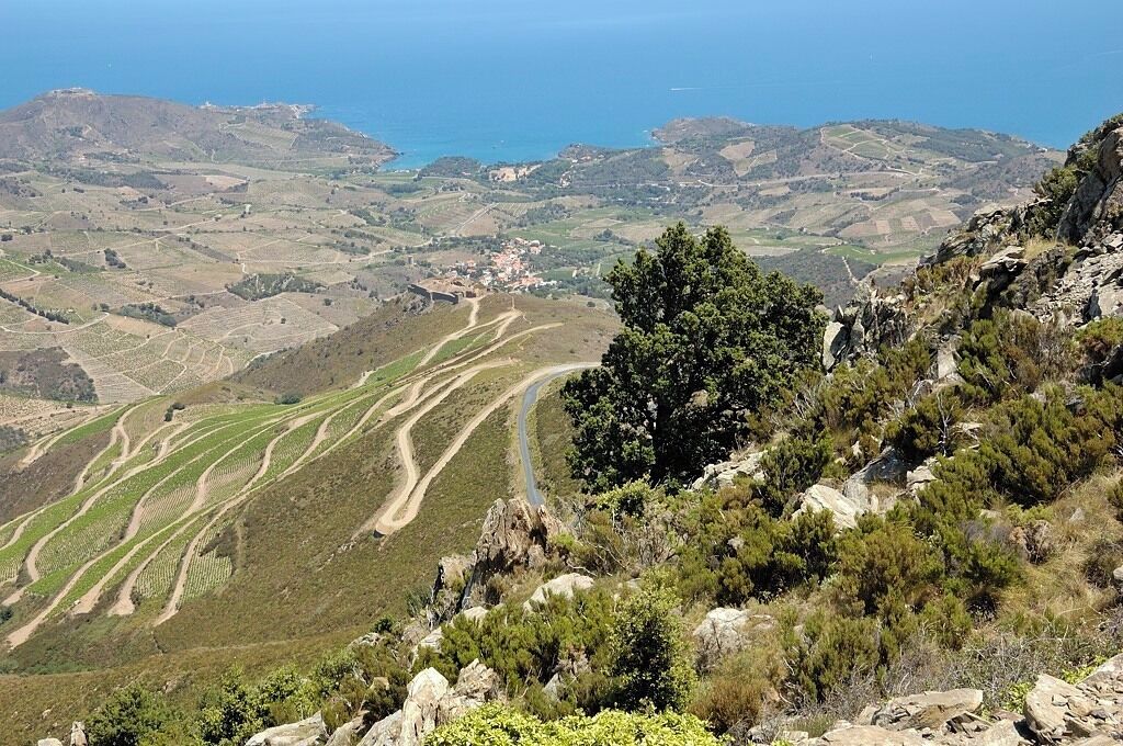 A mountainous landscape with terraced vineyards and a coastal view.