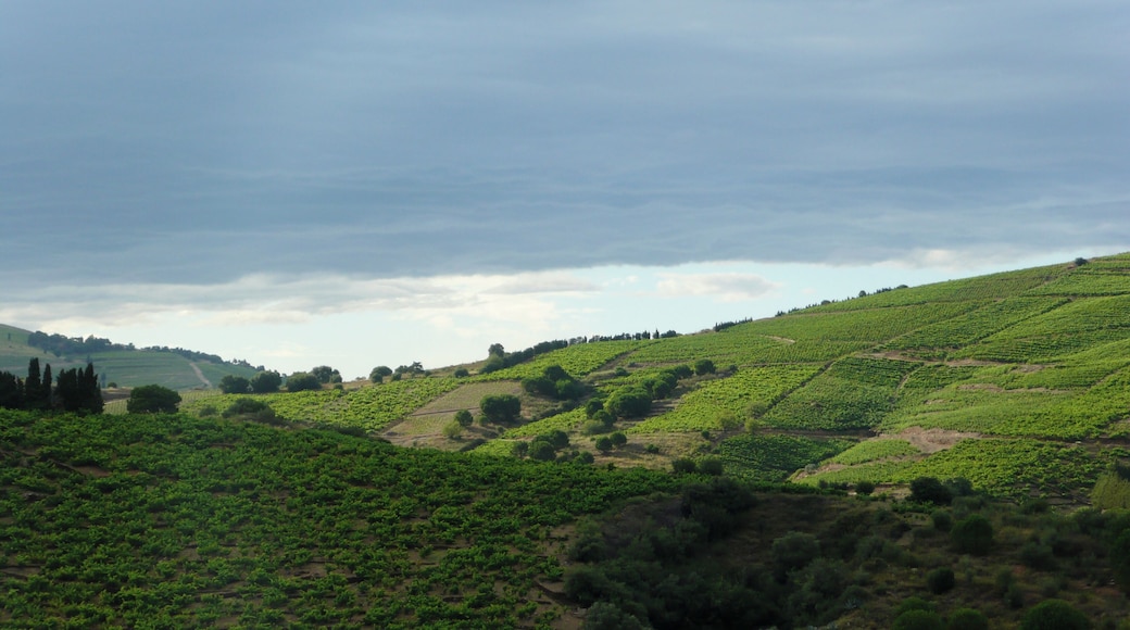 Hills near Banyuls sur Mer