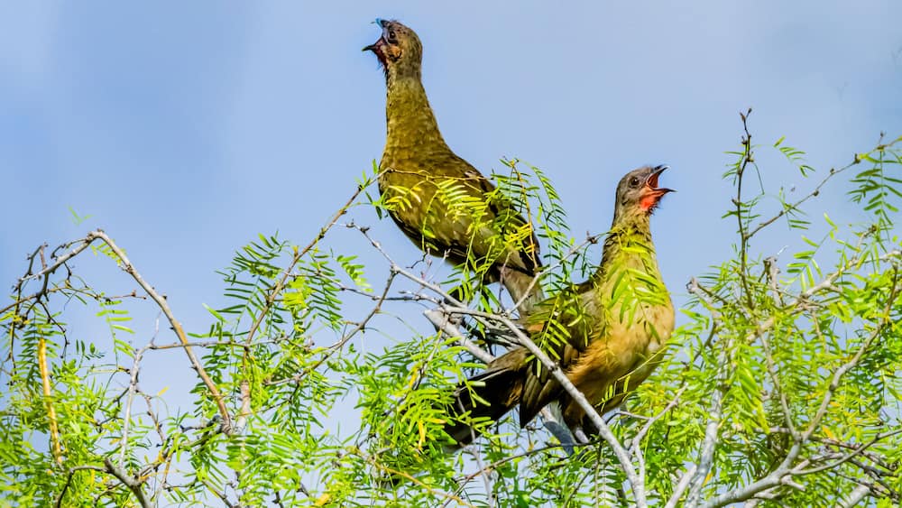 USA, Texas, Hidalgo County. Edinburg Scenic Wetlands and World Birding Center, plain chachalaca calling from mesquite tree