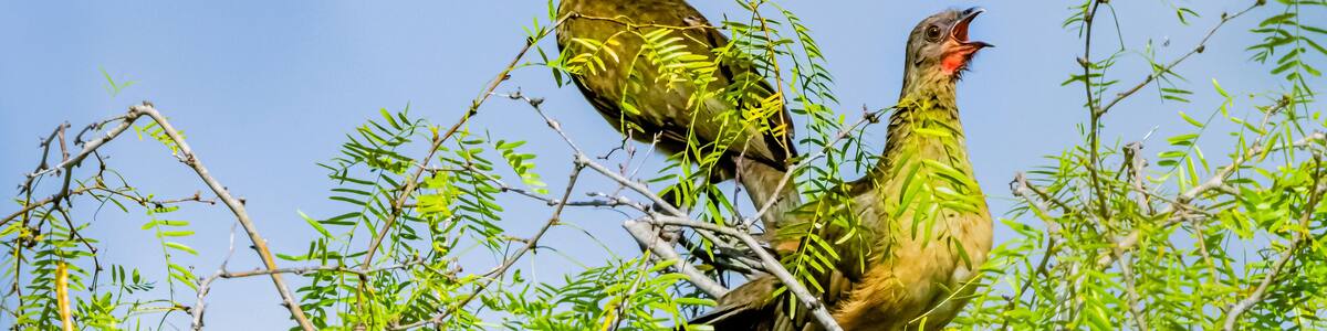 USA, Texas, Hidalgo County. Edinburg Scenic Wetlands and World Birding Center, plain chachalaca calling from mesquite tree