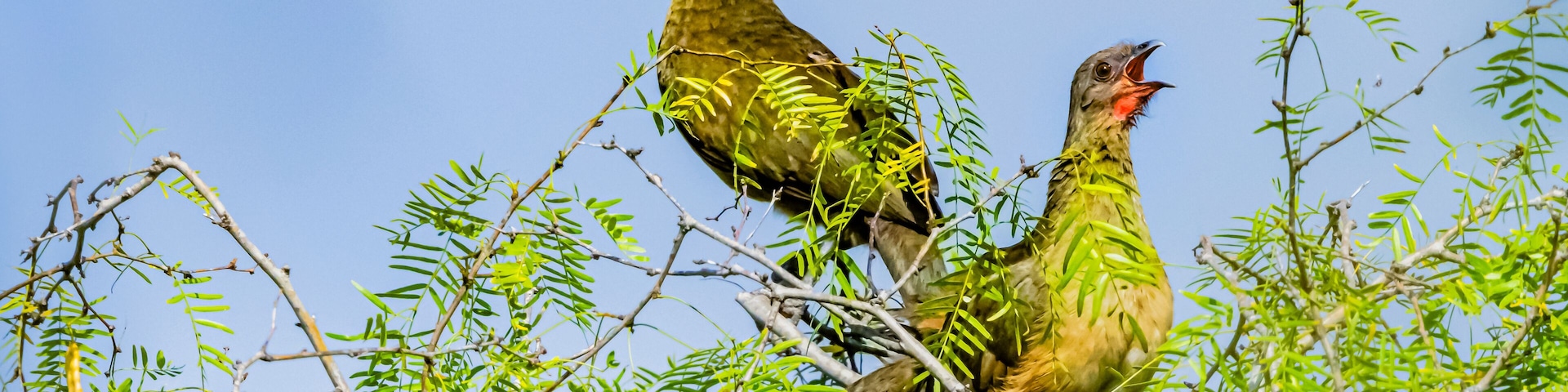 USA, Texas, Hidalgo County. Edinburg Scenic Wetlands and World Birding Center, plain chachalaca calling from mesquite tree