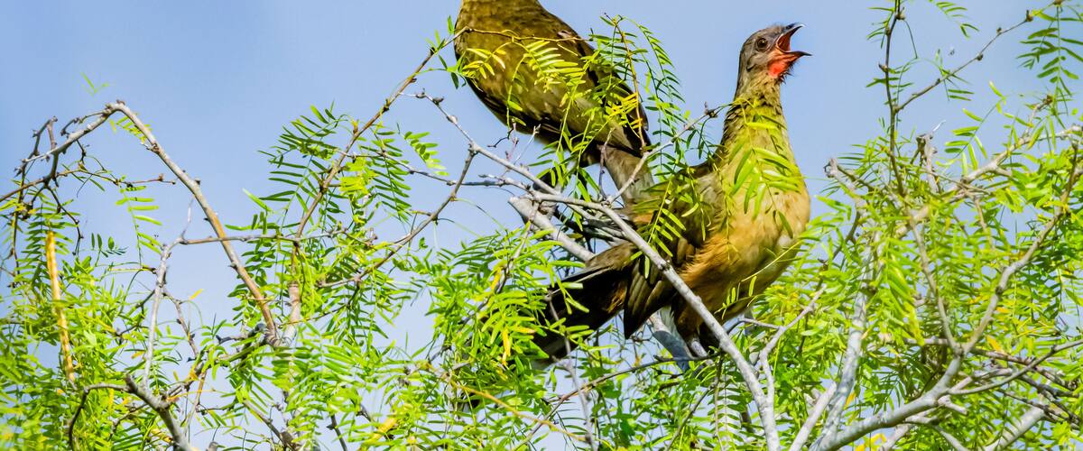 Two birds perched on branches amidst green foliage.