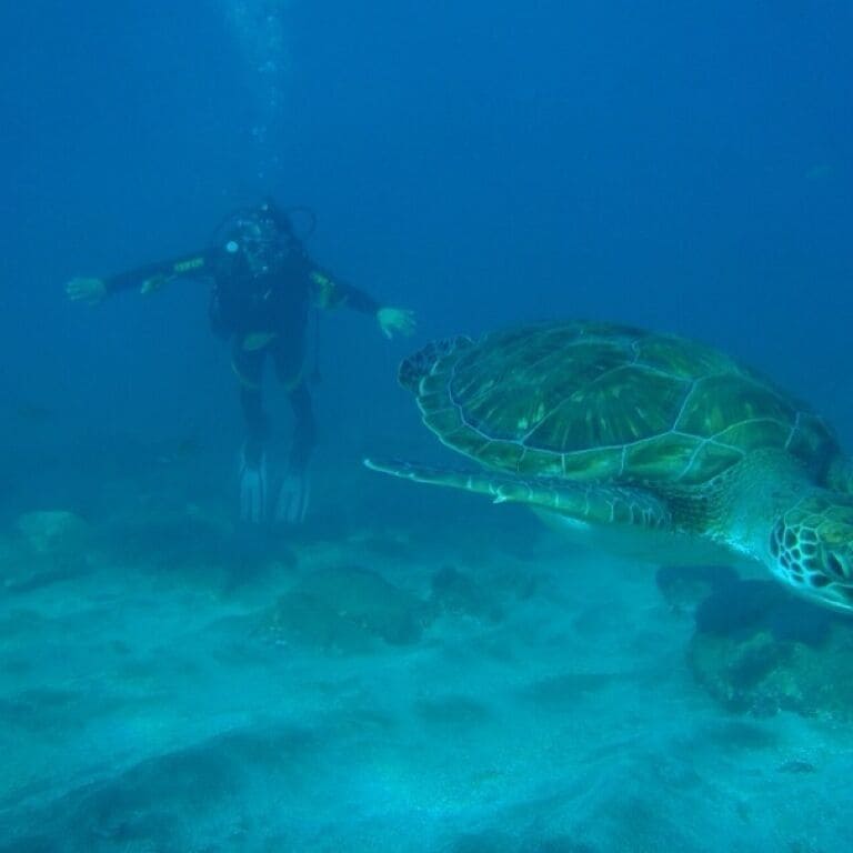 Zero degrees full day diving lesson. 