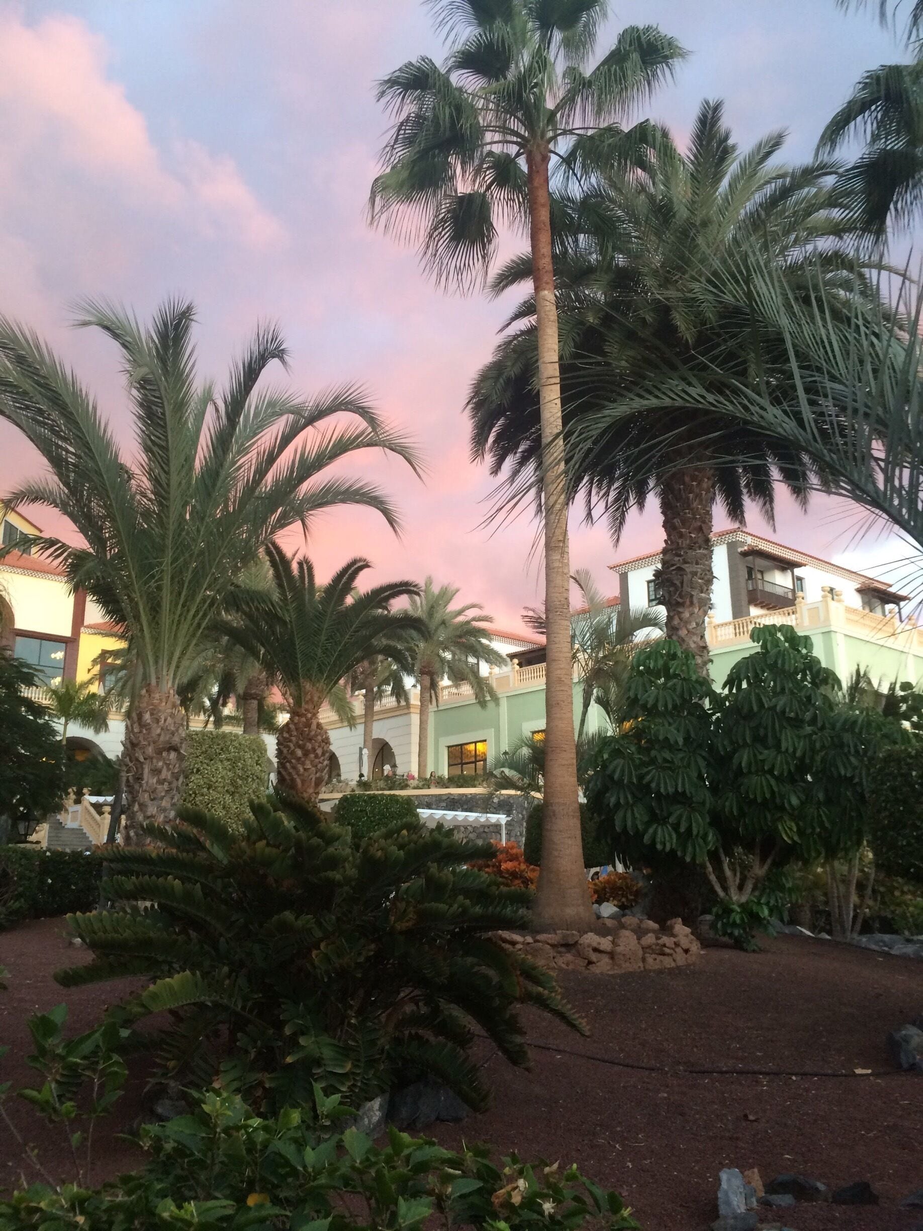 Sunset and palm trees 😘