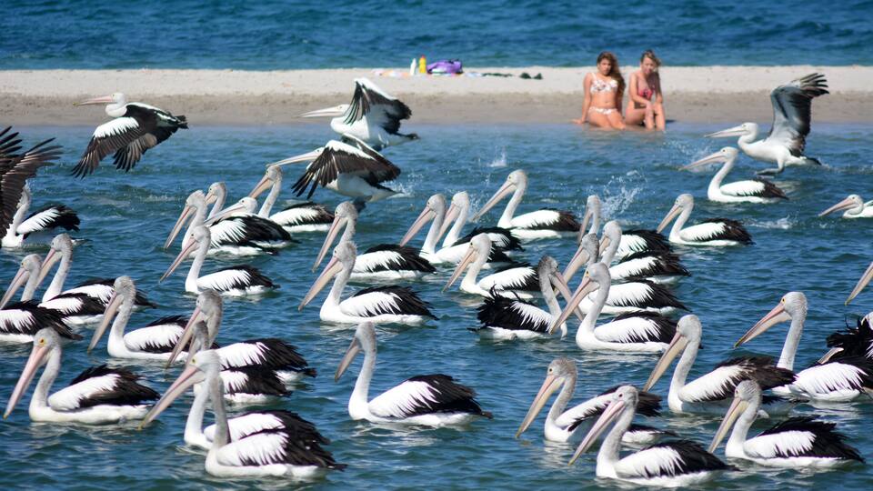Pelican - Water Birds