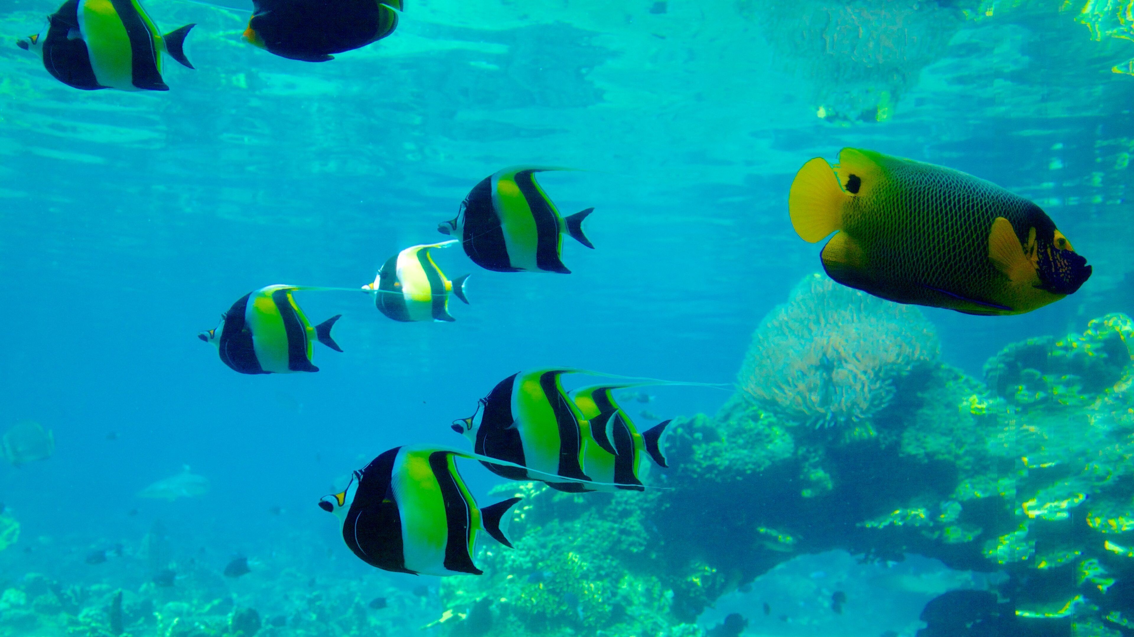 Main Beach showing marine life and coral