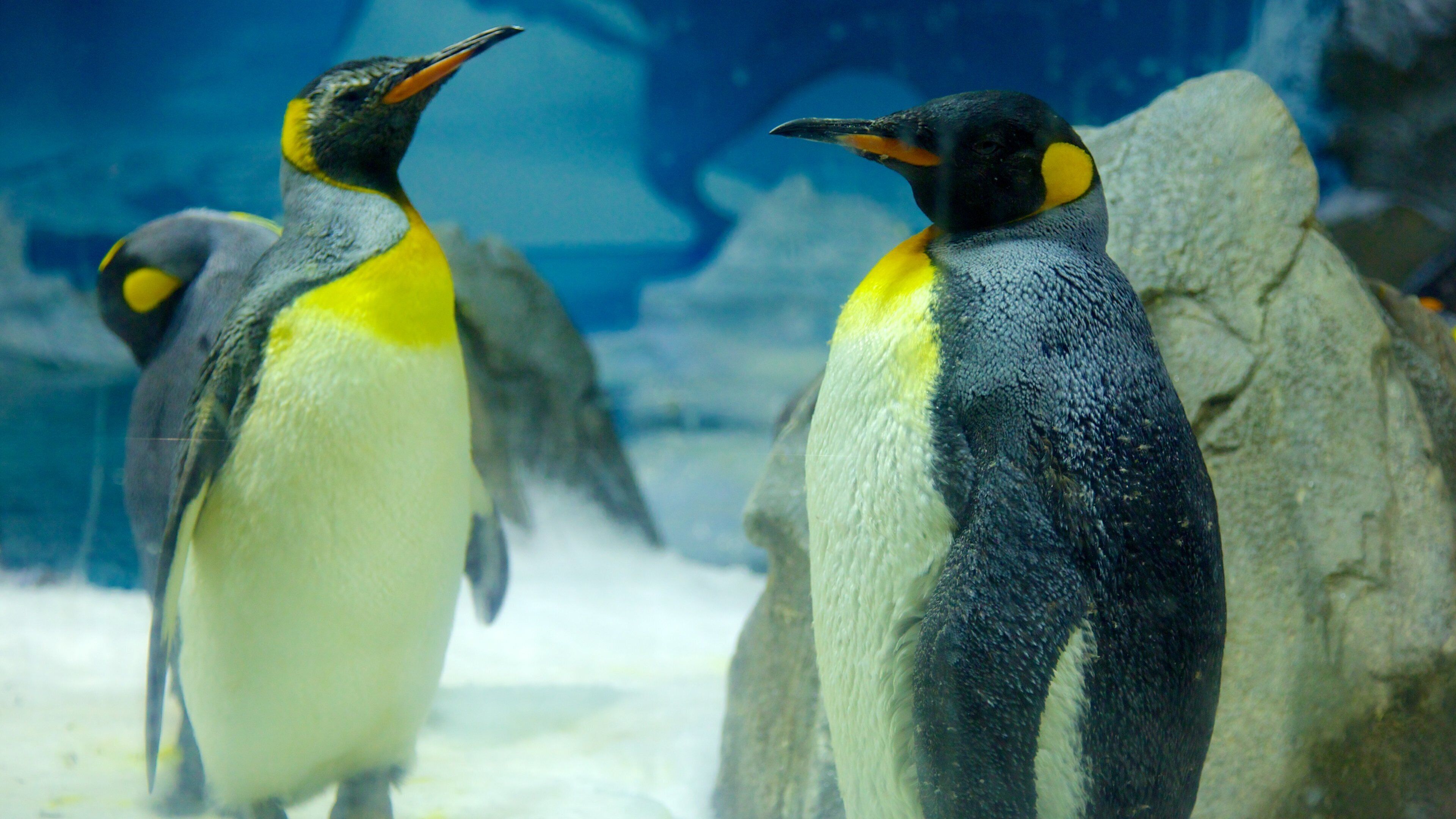 海洋世界 设有 鳥禽動物 和 動物園的動物