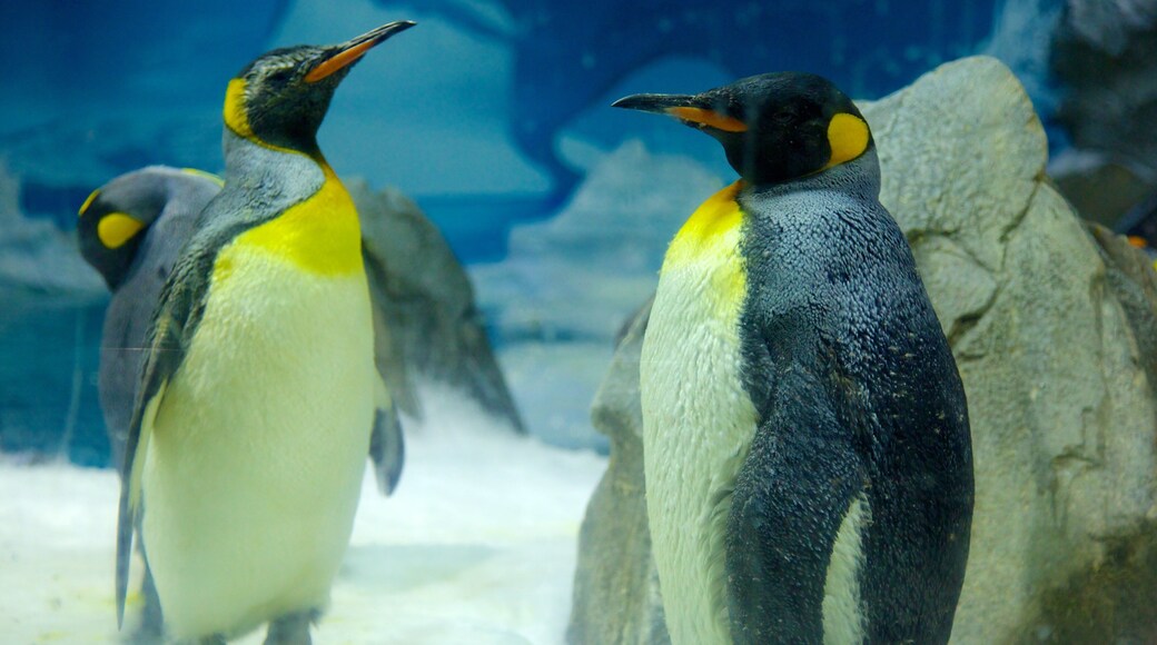 海洋世界 设有 鳥禽動物 和 動物園的動物