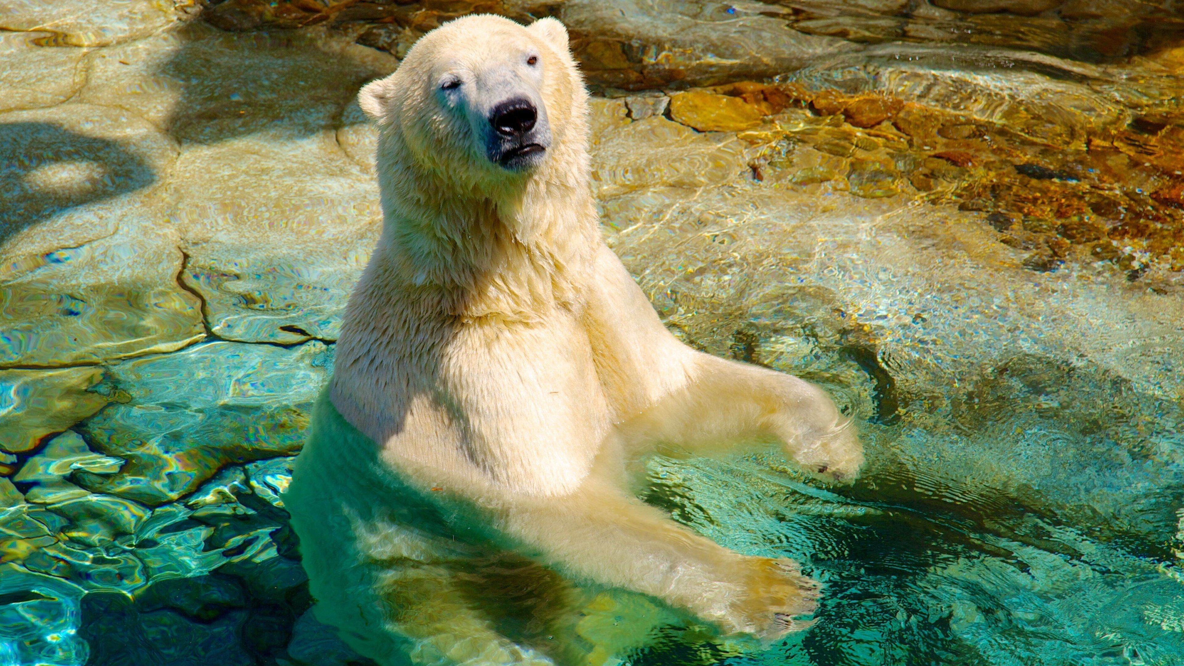 海洋世界 其中包括 海洋生物 和 危險動物