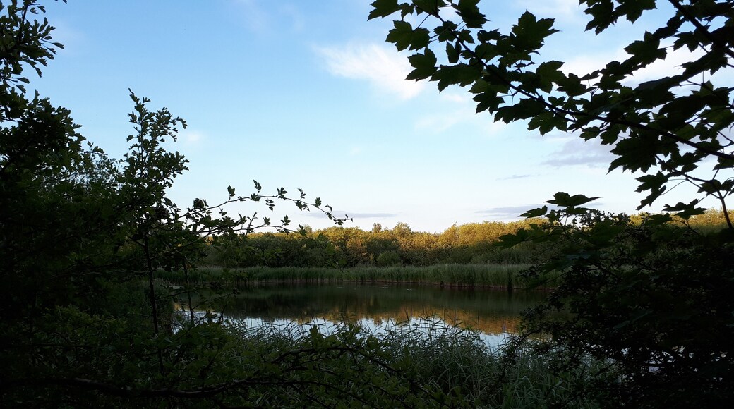 A pond at dusk.