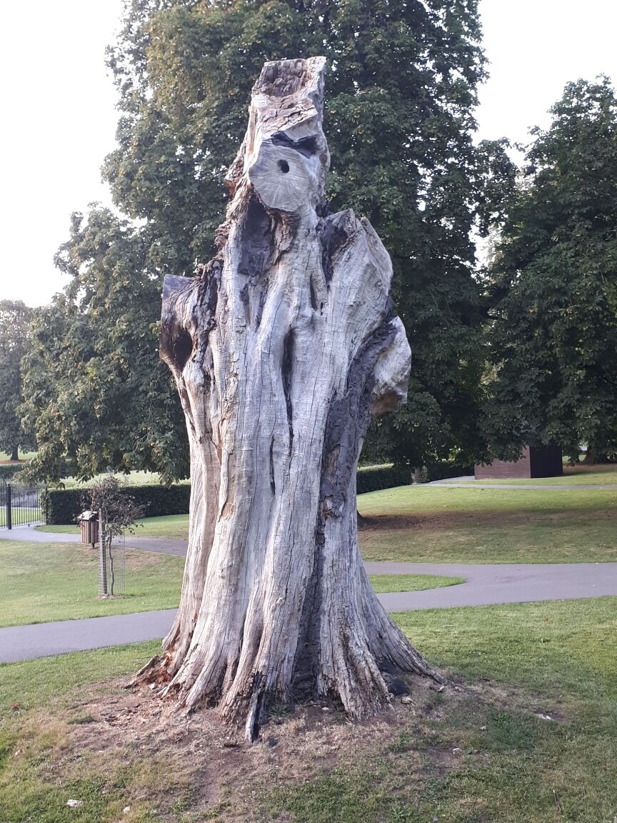 Interesting tree stump....very sculptural.
