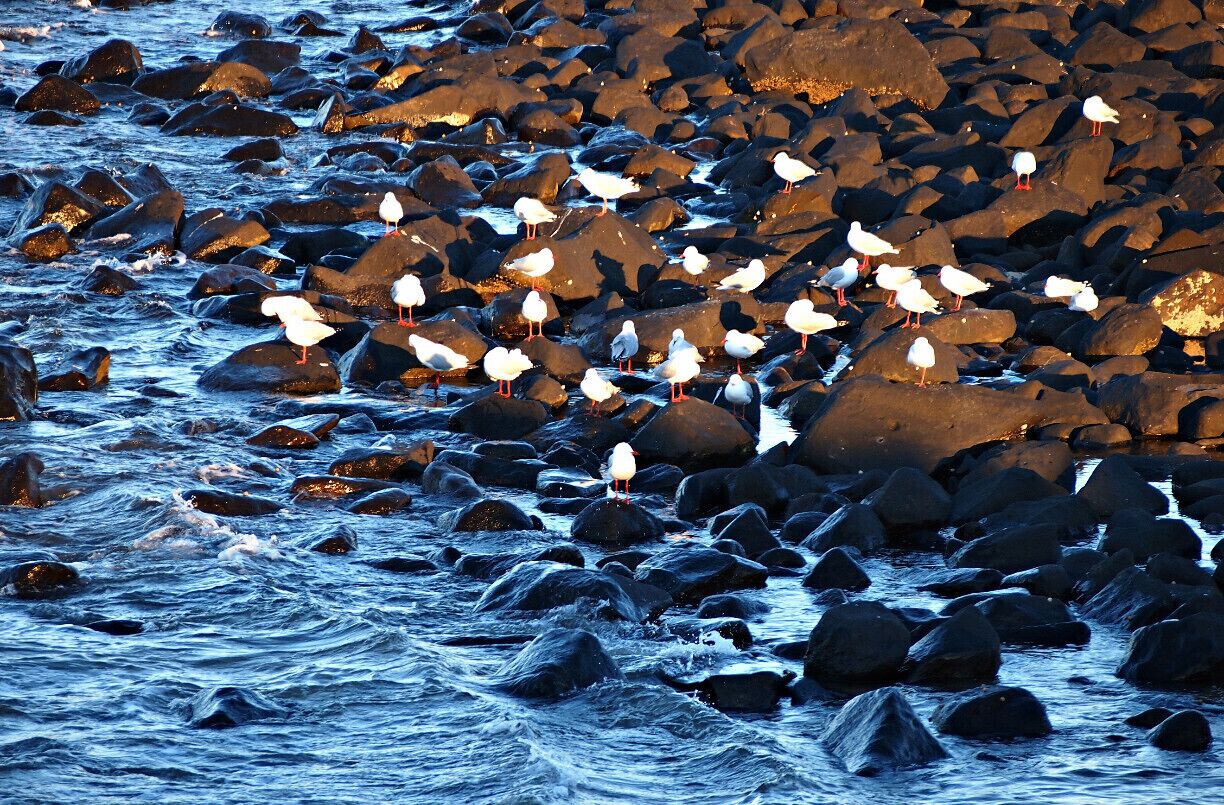 Bargara is a coastal town in Bundaberg Region. The town lies 384 kilometres north of the state capital Brisbane and just 13 kilometres east of Bundaberg. Bargara is considered to be a satellite town of Bundaberg, with only sugar cane fields separating the two centres. Between 1912 and 1948, a railway connected the two centres. At the 2011 census, Bargara had a population of 6,893.