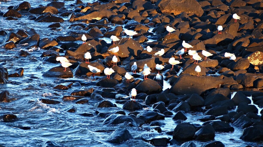 Bargara is a coastal town in Bundaberg Region. The town lies 384 kilometres north of the state capital Brisbane and just 13 kilometres east of Bundaberg. Bargara is considered to be a satellite town of Bundaberg, with only sugar cane fields separating the two centres. Between 1912 and 1948, a railway connected the two centres. At the 2011 census, Bargara had a population of 6,893.
