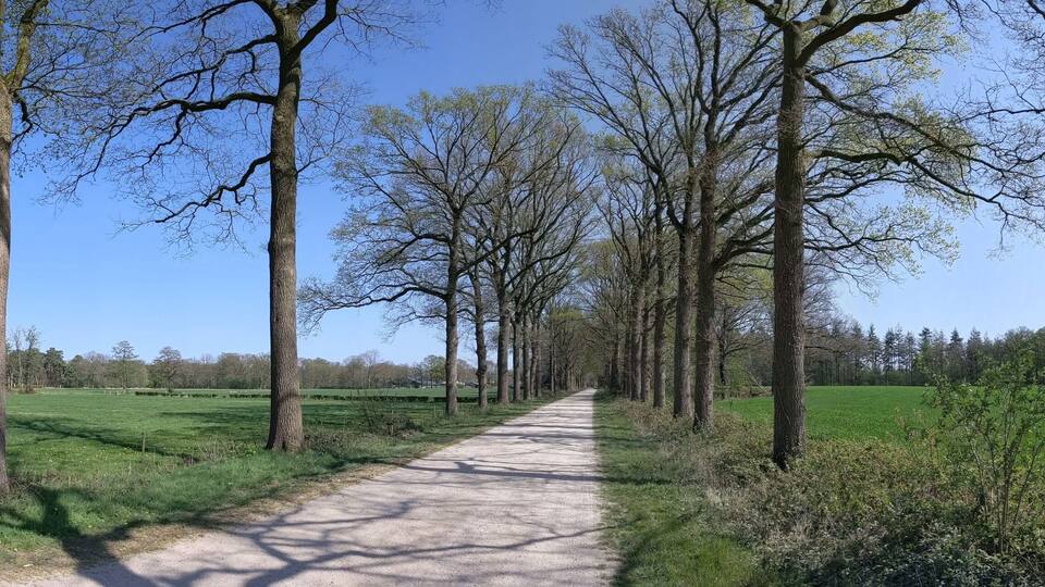 A rural path flanked by tall trees and green fields.