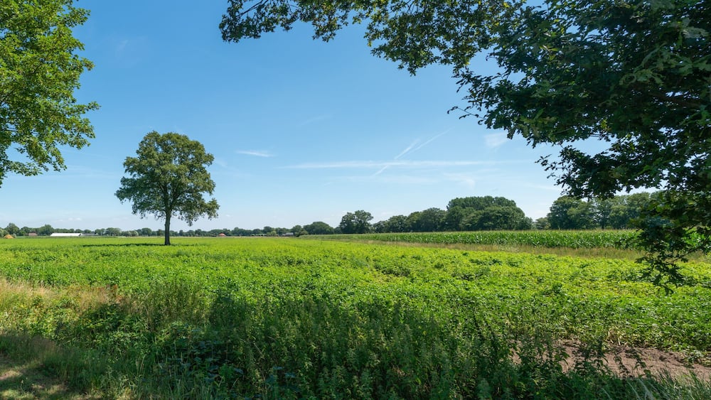 Landscape with trees and fields just outside of Zelhem in The Netherlands.