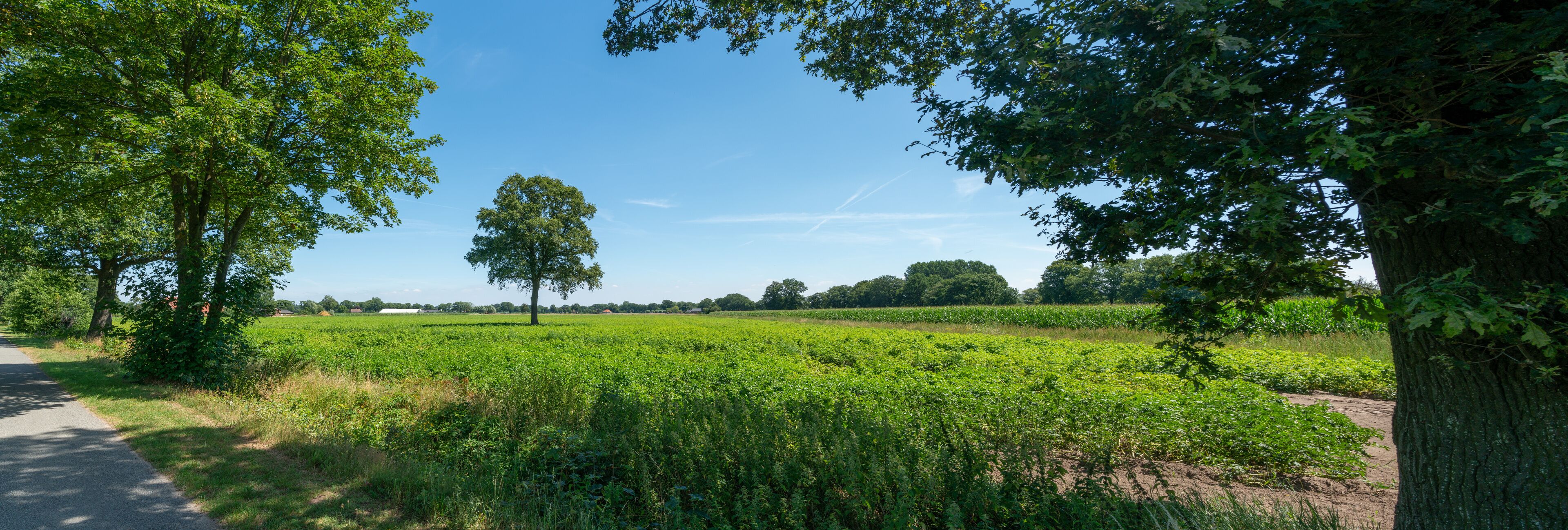 A rural landscape with a dirt road, green fields, and trees.
