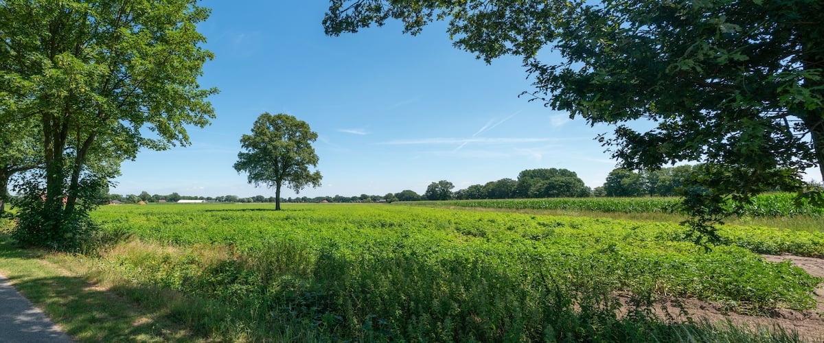 A rural landscape with a dirt road, green fields, and trees.