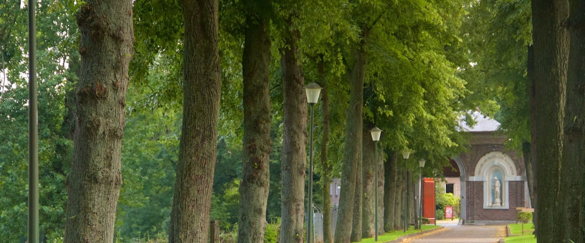 A tree-lined pathway leading to a building with a statue.