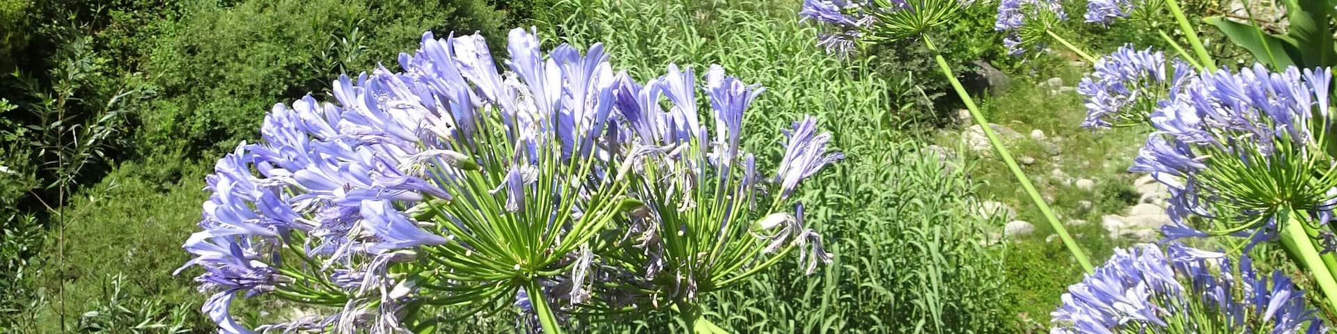 Touring the hinterland of San Remo: a mosaic of mountain villages, rivers and picturesque spots.