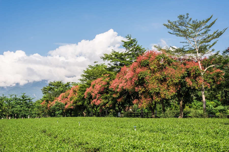 green tea farm at countryside, landscape in Luye, Taiwan, Shutterstock ID 1217971192, SF SSA Case with Manager Approval: Case 07151371, Job: Prepay credit, Client/Licensee: , Other: