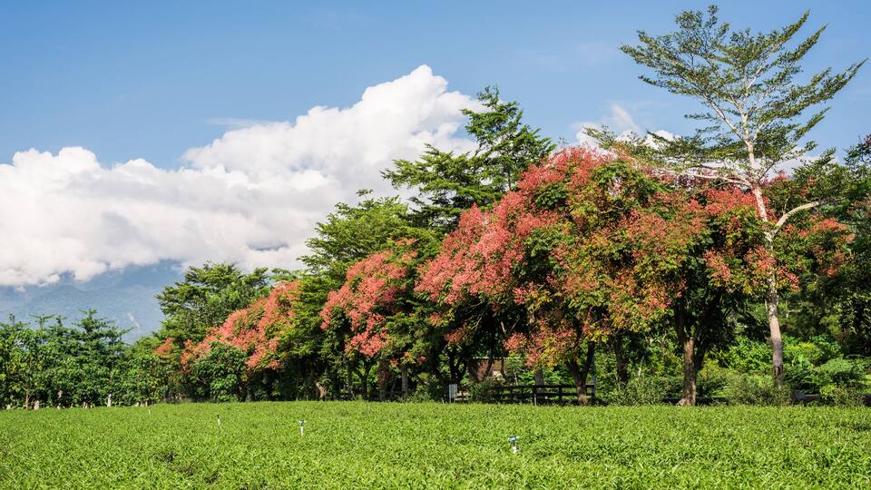 green tea farm at countryside, landscape in Luye, Taiwan, Shutterstock ID 1217971192, SF SSA Case with Manager Approval: Case 07151371, Job: Prepay credit, Client/Licensee: , Other: