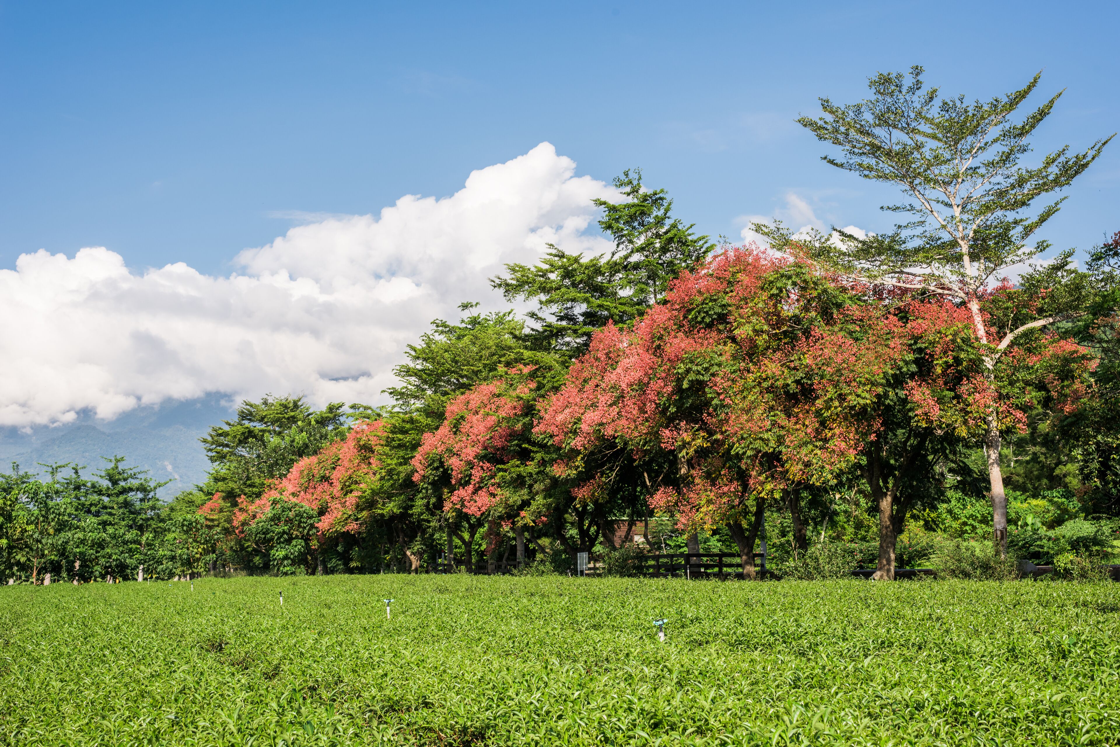 A lush green tea plantation with a backdrop of trees with pink blossoms and a clear blue sky.
