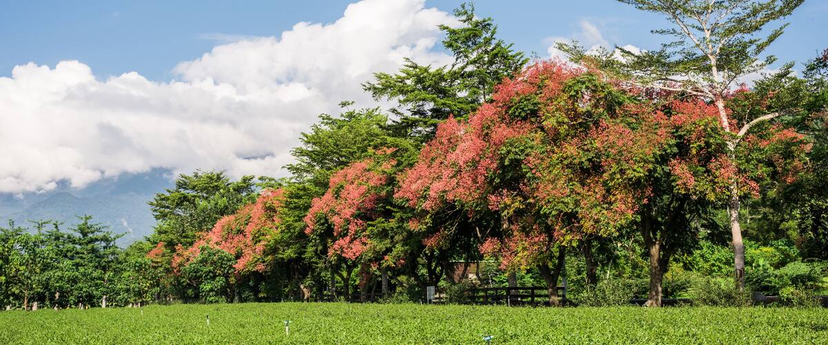 A lush green tea plantation with a backdrop of trees with pink blossoms and a clear blue sky.
