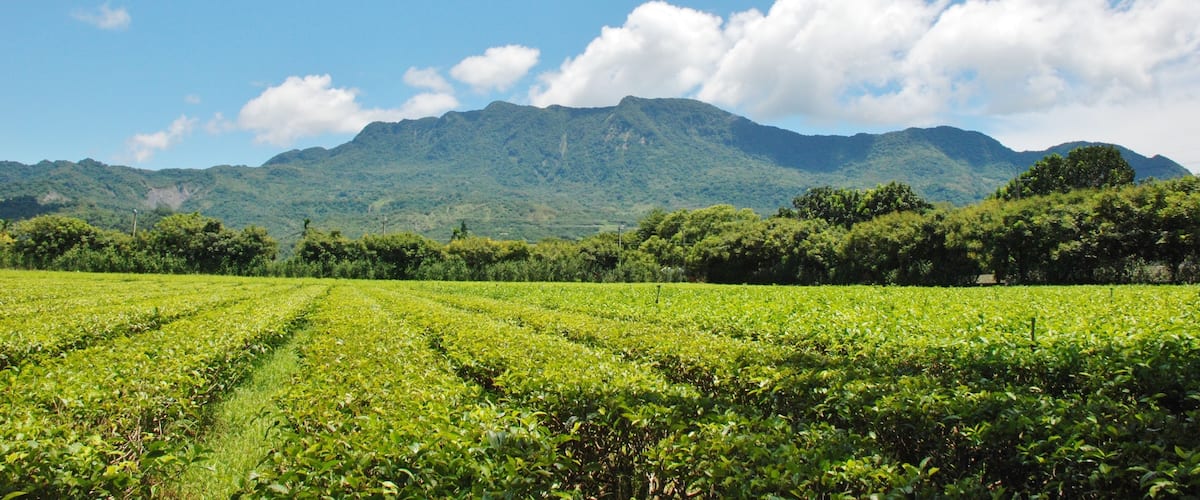 Una exuberante plantación de té verde con montañas al fondo.