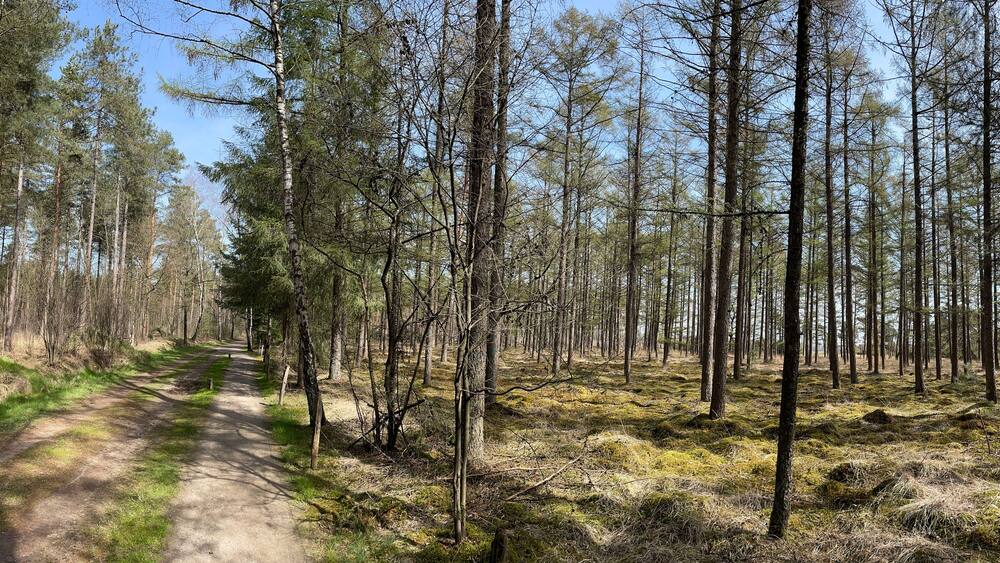 Spring forest around De Lutte