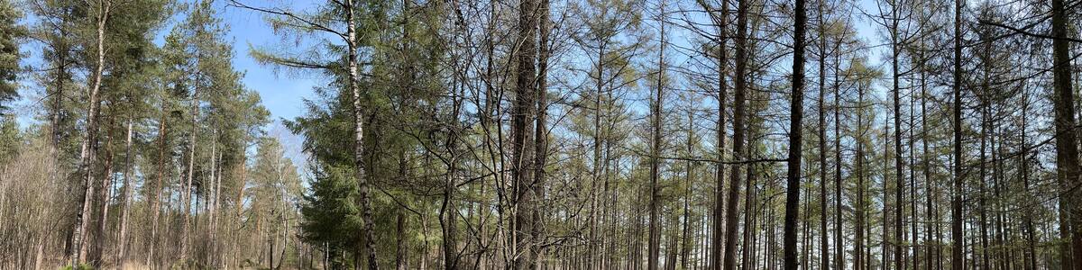 Spring forest around De Lutte