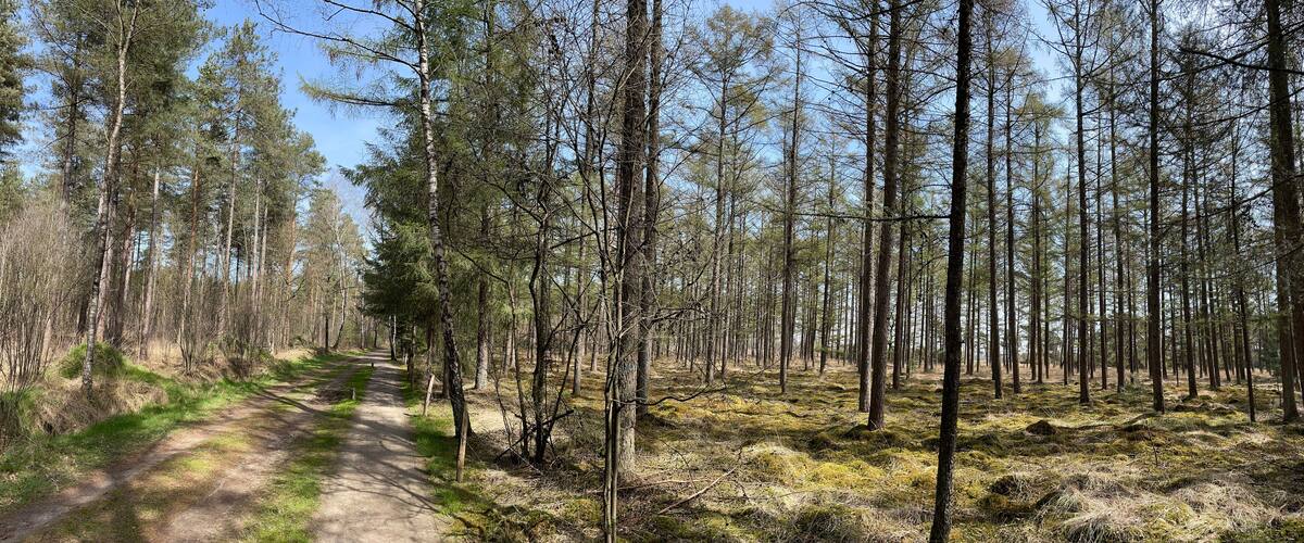 A forested area with a dirt path.