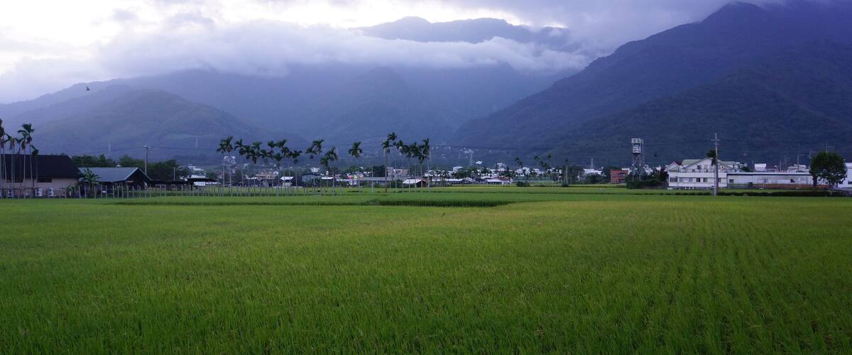 A green rice field with mountains and buildings in the background.