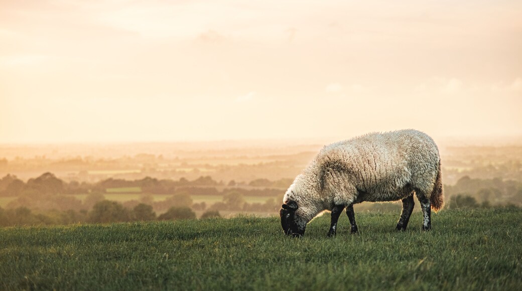 Sheep grazing near the Hill of Tara at sunset in County Meath, Ireland