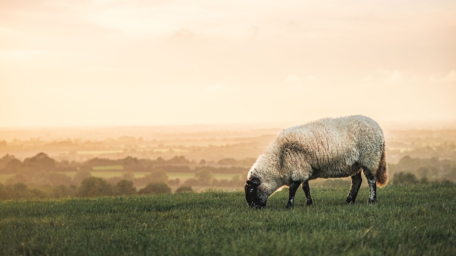 Un mouton broute dans un champ herbeux, avec un paysage flou en arrière-plan.