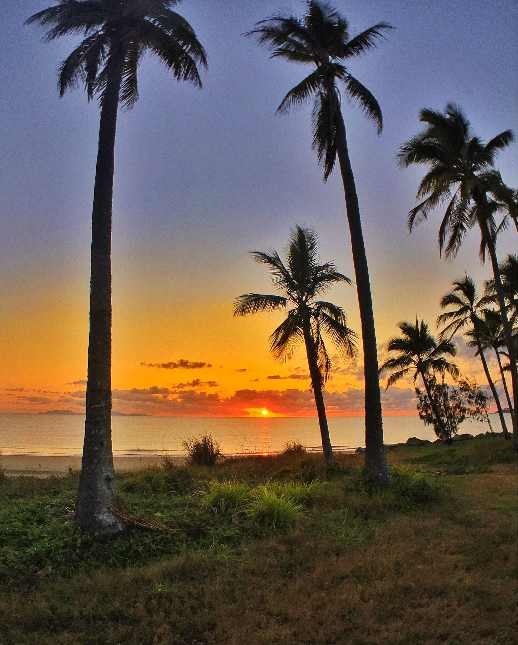 A sunset over a beach with palm trees.