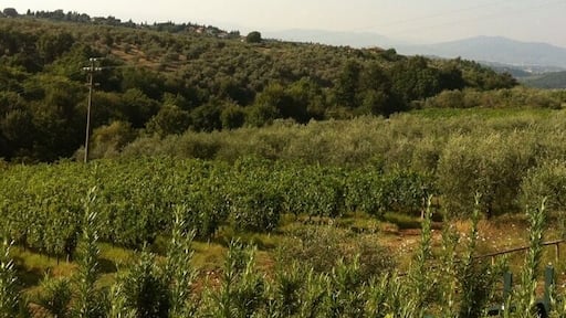 some chianti (just now)