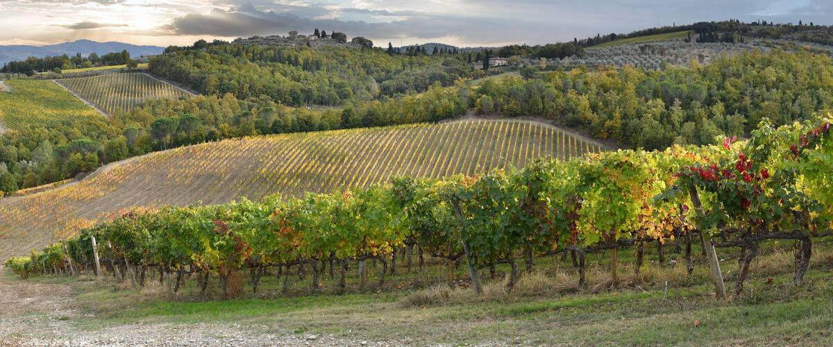 A vineyard with rows of grapevines on rolling hills, a small house, and a mountain range in the background.