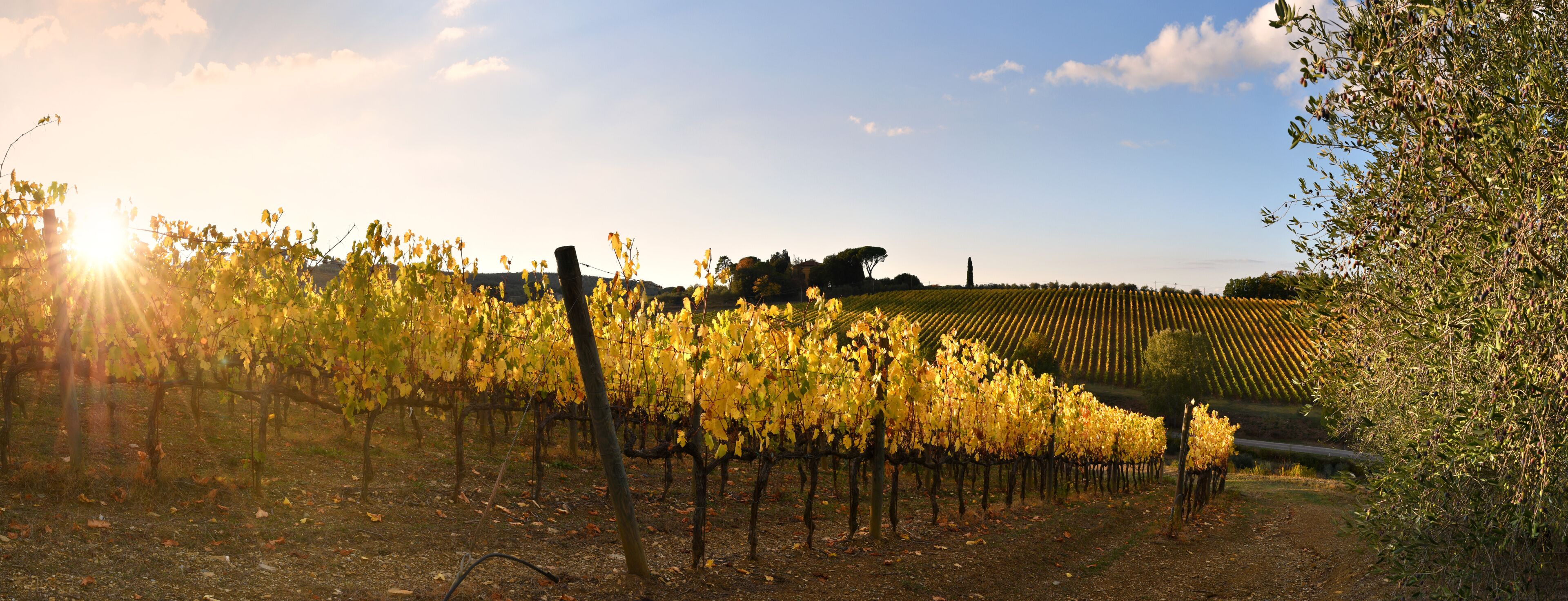 October, the chianti vineyards turn yellow under the sunset light in autumn. Panoramic view of beautiful rows of vineyards in the Chianti area near San Casciano in Val di Pesa. Italy