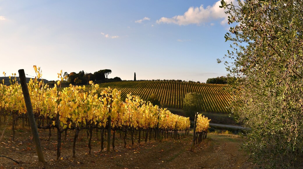 October, the chianti vineyards turn yellow under the sunset light in autumn. Panoramic view of beautiful rows of vineyards in the Chianti area near San Casciano in Val di Pesa. Italy