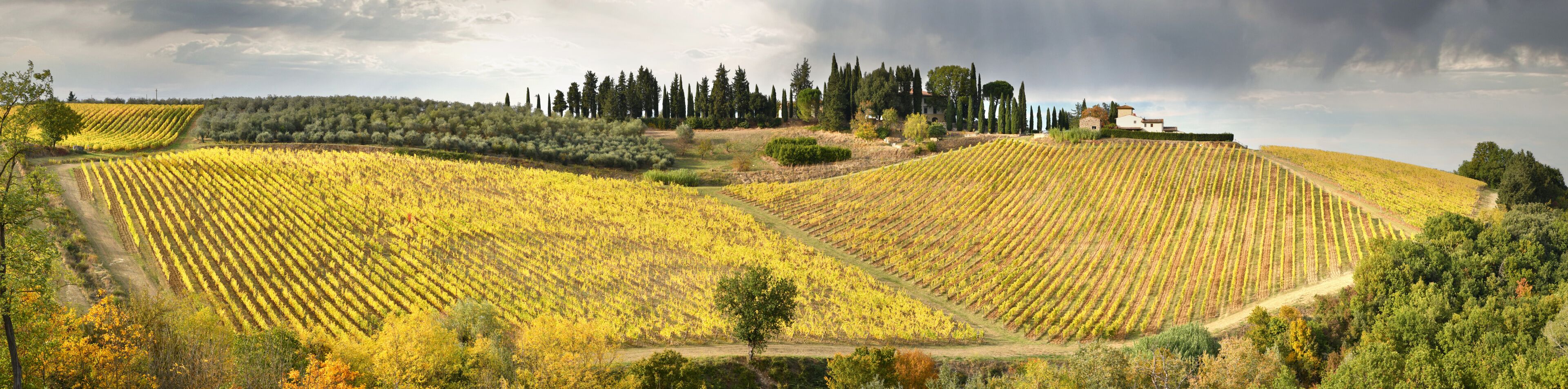Panoramic view of beautiful rows of yellow vineyards in the Chianti region near San Casciano in Val di Pesa. Autumn season in October. Italy.