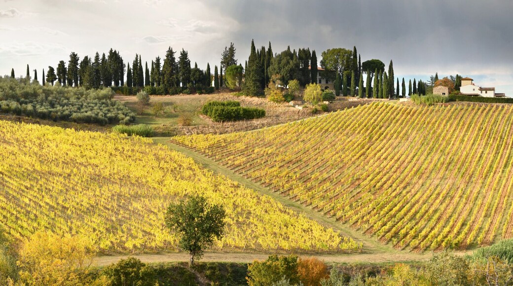 Panoramic view of beautiful rows of yellow vineyards in the Chianti region near San Casciano in Val di Pesa. Autumn season in October. Italy.