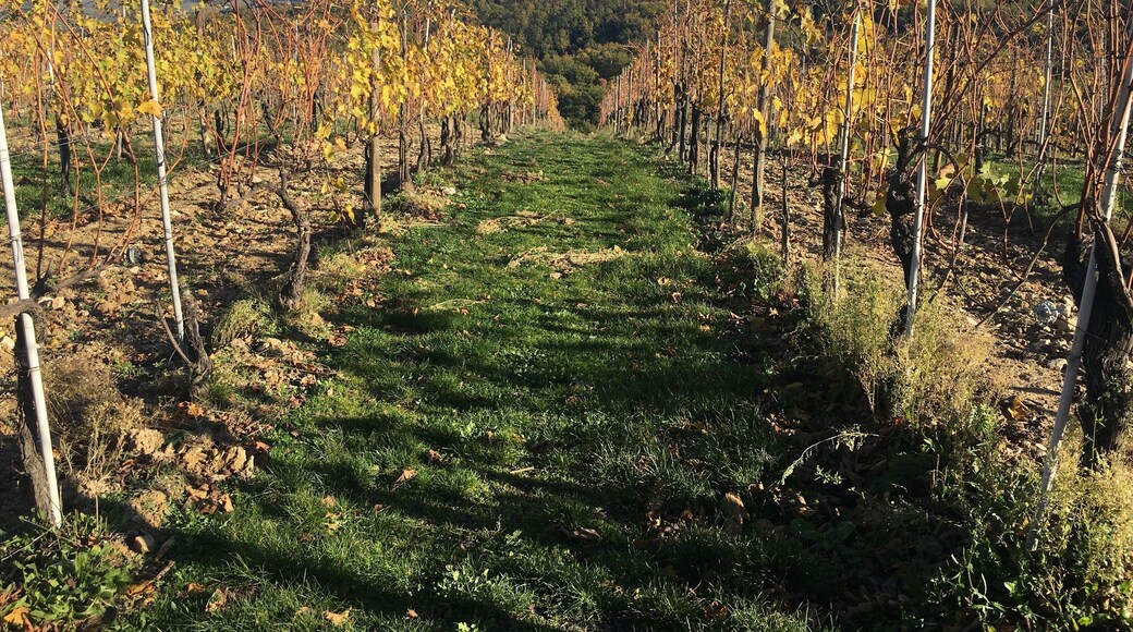 Fall is a great time to visit Tuscany! The weather is cooler, the crowds die down a bit and the vineyards are full of beautiful colors. I highly recommend doing a tour of some of the wineries in the region. #lifeatexpedia #italy #tuscany #vino