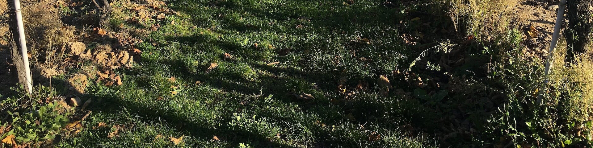 Fall is a great time to visit Tuscany! The weather is cooler, the crowds die down a bit and the vineyards are full of beautiful colors. I highly recommend doing a tour of some of the wineries in the region. #lifeatexpedia #italy #tuscany #vino